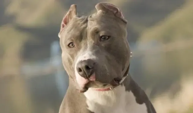 İki küçük çocuğu yaralayan köpeğin sahibi serbest: Caydırıcılık nerede?