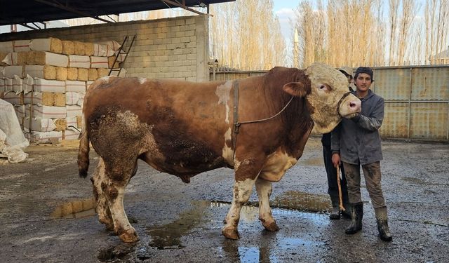 1 ton 190 kilogramlık kurbanlık boğa bakın ne kadara satıldı