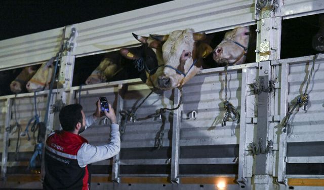 İstanbul'a kurbanlık hayvan girişleri başladı