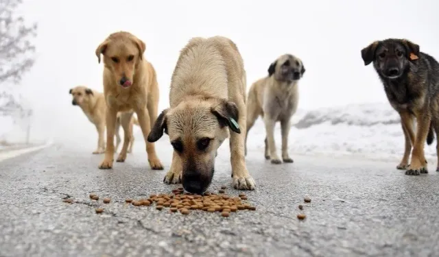 Köpekseverlerin yeni oyunu: Önce sahiplenip...