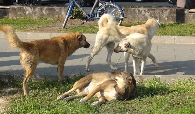Oğluna saldıran köpeği vurmuştu: Beraat kararı bozuldu!