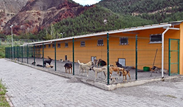 42 bin metrekareyi köpeklere değil üretim için gençlere verin sayın başkan!