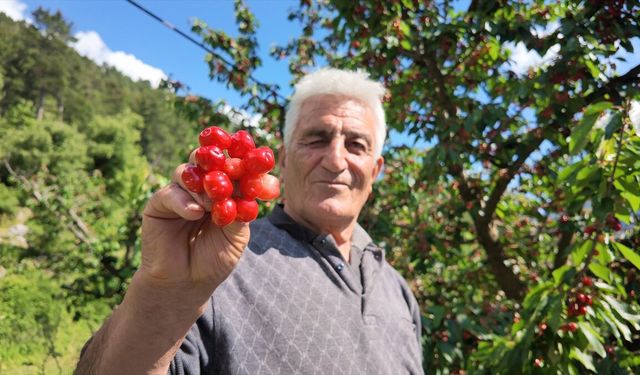 Manavgat'ta erkenci kiraz hasadı başladı