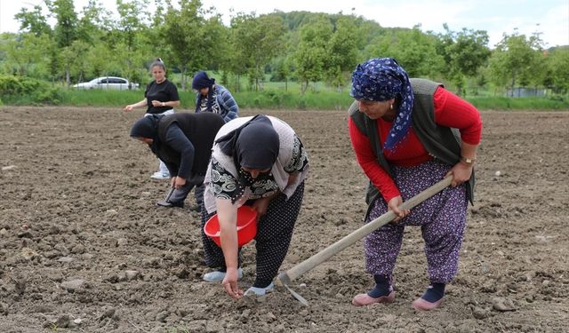 Belediye desteğiyle Ladik fasulyesi üretimi yapılıyor