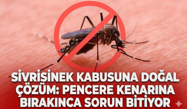 Sivrisinek kabusuna doğal çözüm: Pencere kenarına bırakınca sorun bitiyor
