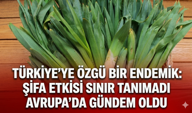 Türkiye'ye özgü bir endemik: Şifa etkisi sınır tanımadı Avrupa'da gündem oldu