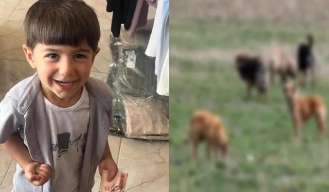 Köpek saldırısında hayatını kaybetti: Belediye Başkanı hakkında soruşturma izni