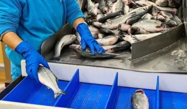 Türkiye, su ürünleri ihracatında rekor kırdı