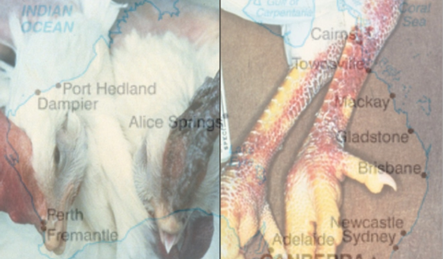 Avustralya'nın bir eyaletinde H5N1 kuş gribi vakası doğrulandı