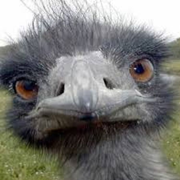 İstanbul'daki dekorasyon işini bırakıp, devekuşu çiftliği kurdu