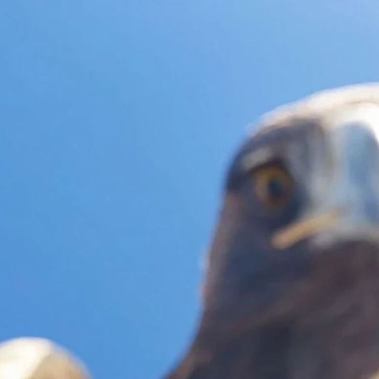 Avladığı drone ile selfie çeken dev kartal, sosyal medyayı salladı