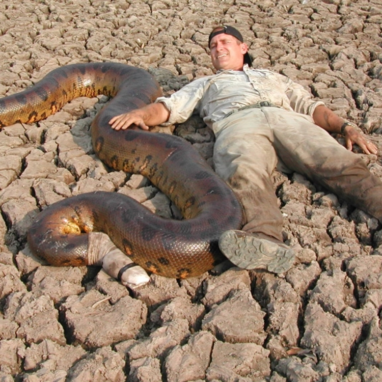 Eskiden anakonda yılanlarının büyüklüğü ne kadardı?