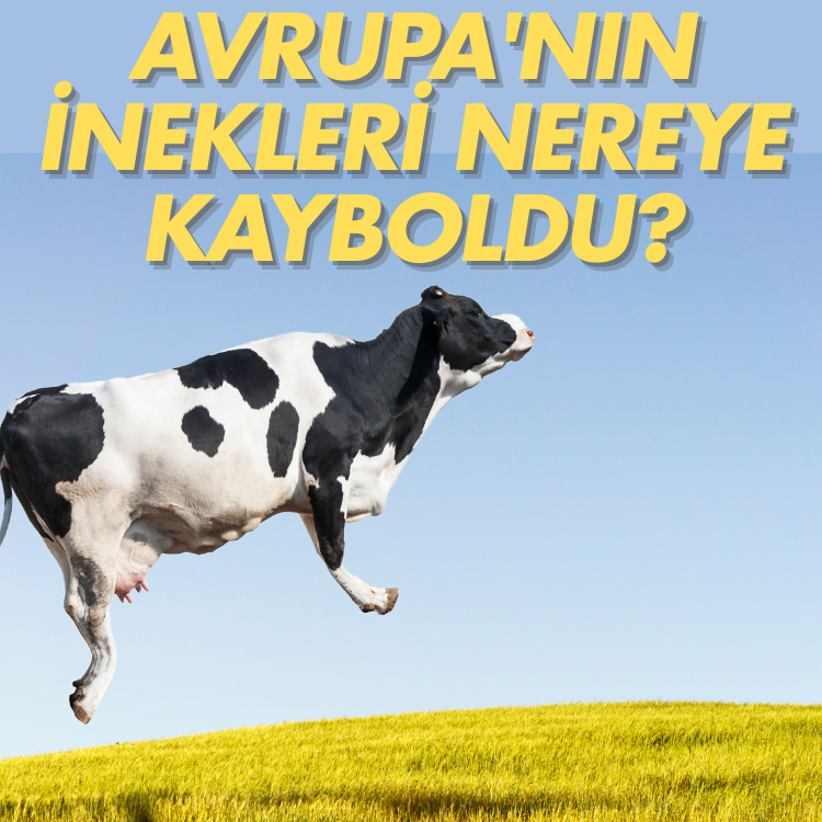Avrupa'nın inekleri nereye kayboldu?