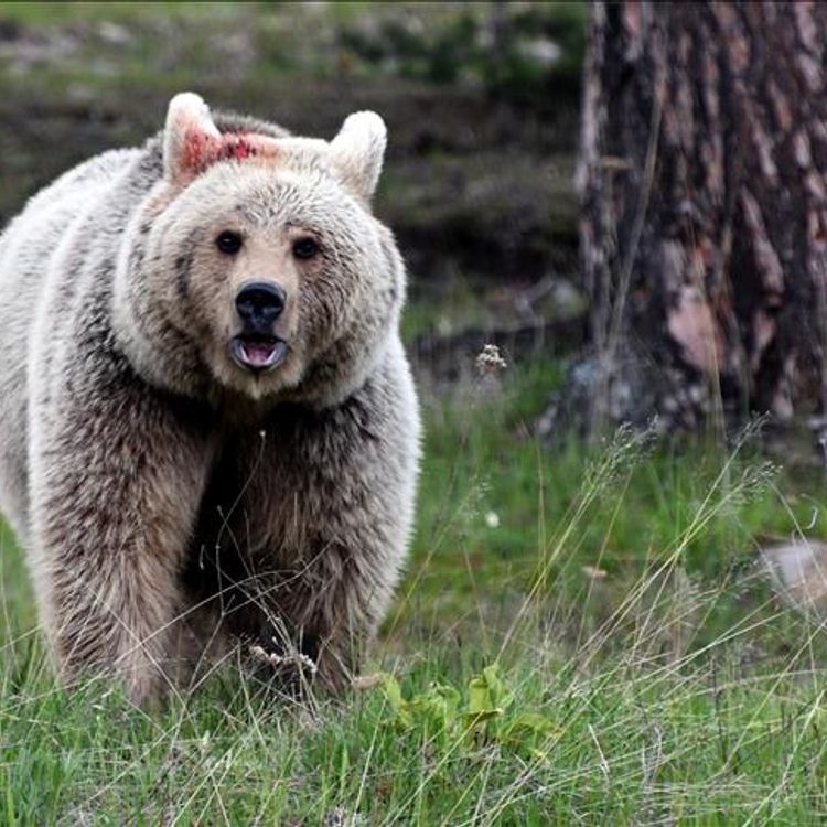 Japonya'da ayı saldırılarına karşı yapay zeka önlemi
