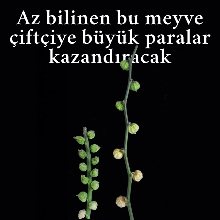 Az bilinen bu meyce çiftçiye büyük paralar kazandıracak