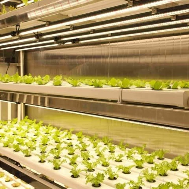 Denizin, okyanusun ortasında  tarım dönemi başladı