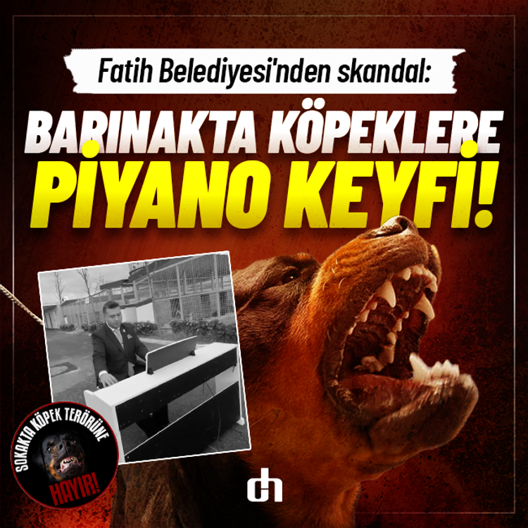 Fatih Belediyesi'nden skandal: İnsan canına kasteden köpeklere piyano resitali!