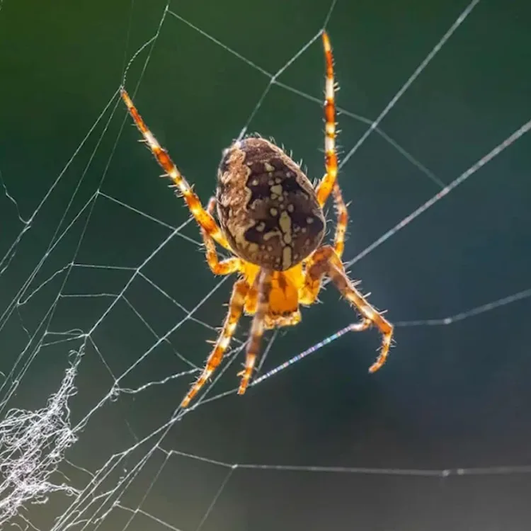 Örümcek ağı nasıl çelikten daha güçlü? Nedeni bulundu