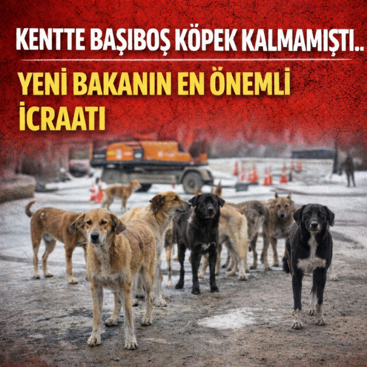 Kentte başıboş köpek kalmamıştı.. Yeni bakanın en önemli icraatı