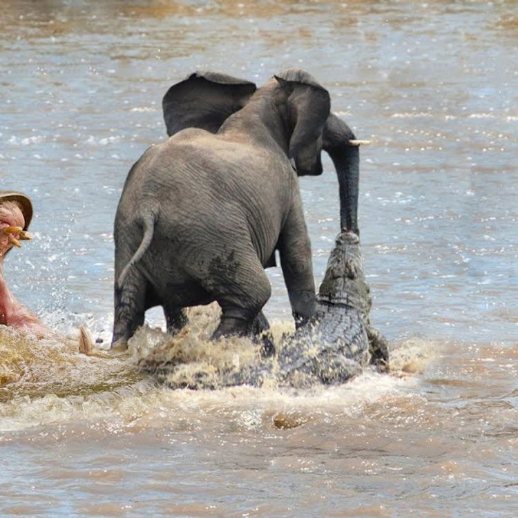 Fil sürüsünden kaçan adamı timsah öldürdü