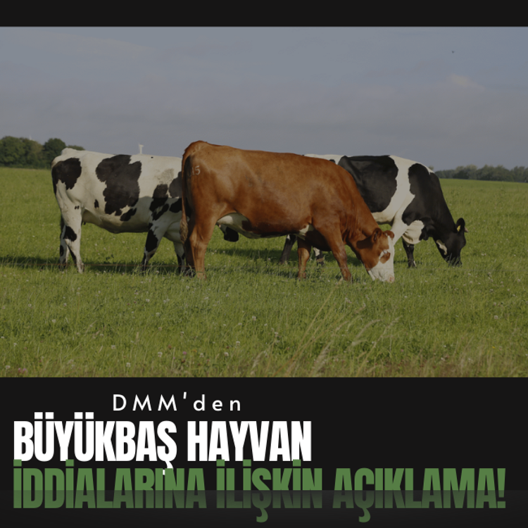 DMM'den, büyükbaş hayvan iddialarına ilişkin açıklama!