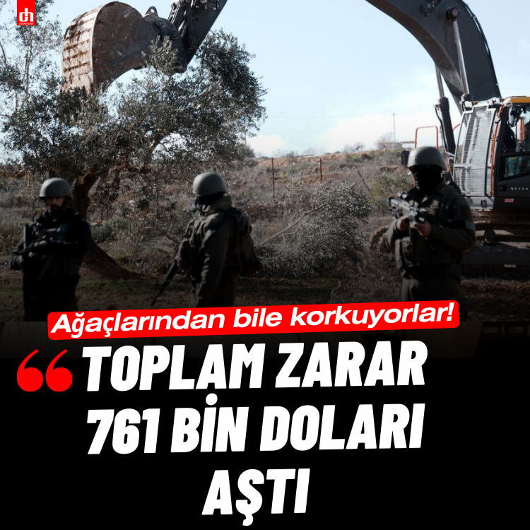 Ağaçlarından bile korkuyorlar! İşgalciler 777 ağacı söktü!
