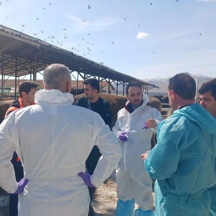 Malatya’da Şap Hastalığı Tedbiri: Karantina Dönemi Başlattı!