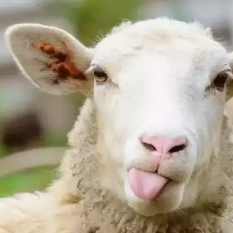 Kurbanlık Pazarları Hareketlendi: 2026 Yılı İlk Fiyatları Netleşiyor