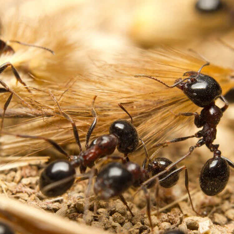 Valizinden 2 binden fazla canlı karınca çıktı