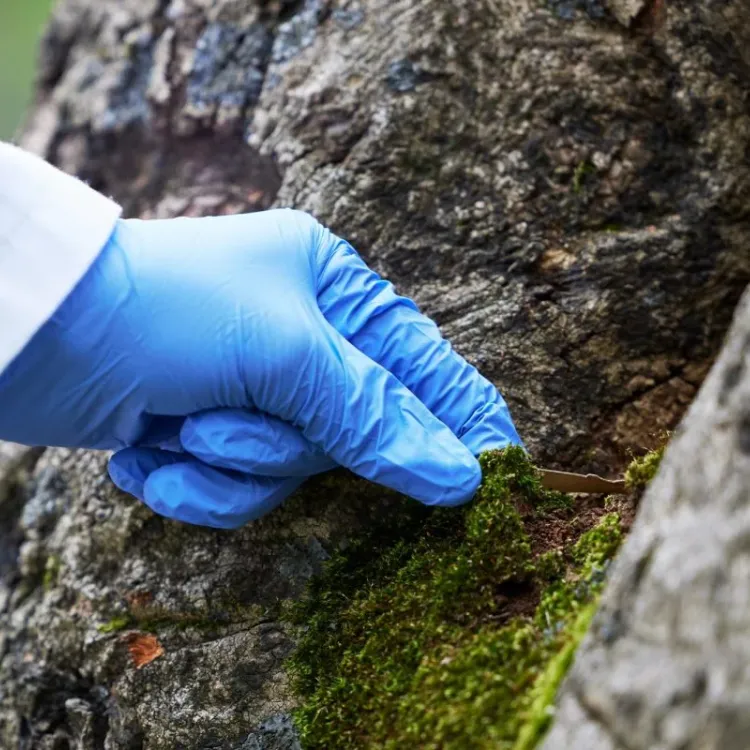Mezarlık skandalını yosun parçası çözdü
