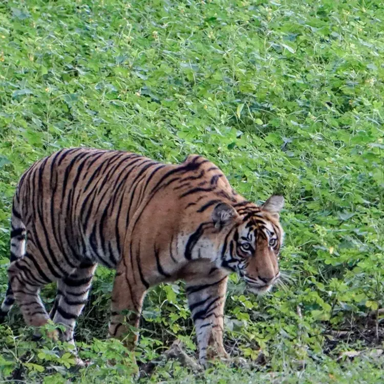 Kaplan, bir çocuğu öldürdü