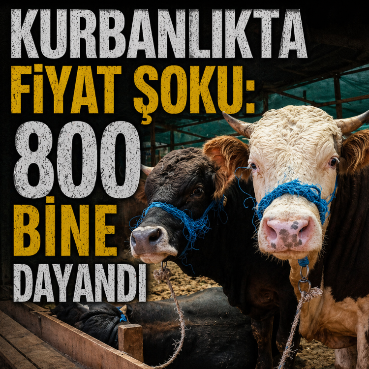 Kurbanlıkta fiyat şoku: 800 bine dayandı