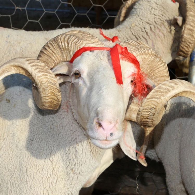 İstanbul'da kurbanlık fiyatları ne kadar? Son liste paylaşıldı