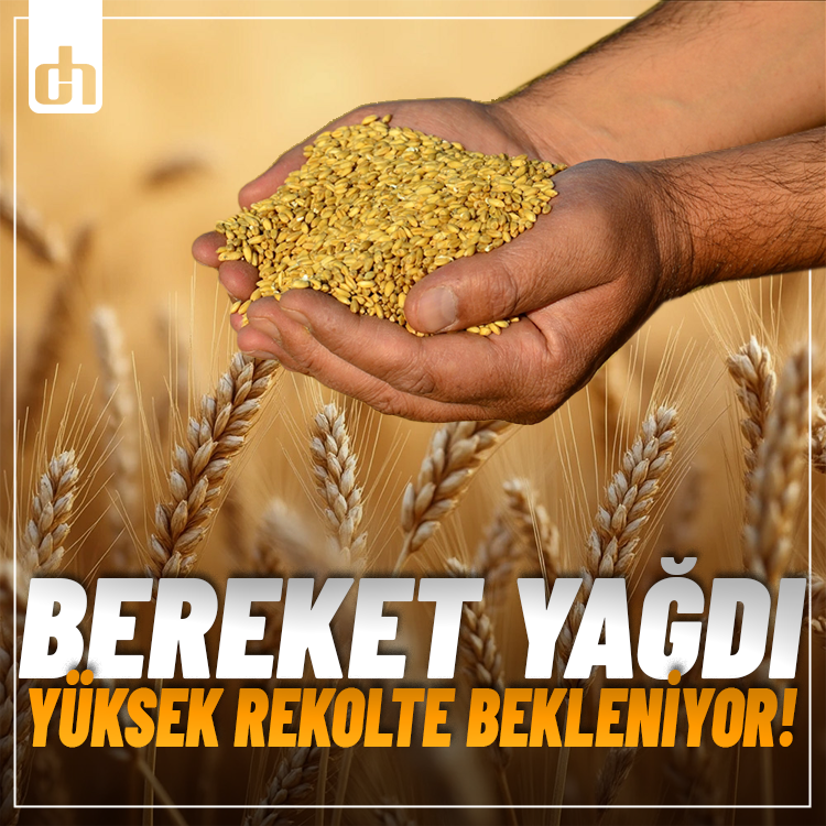 Bereketli yağışların ardından Buğday, arpa ve mercimekte yüksek rekolte bekleniyor!