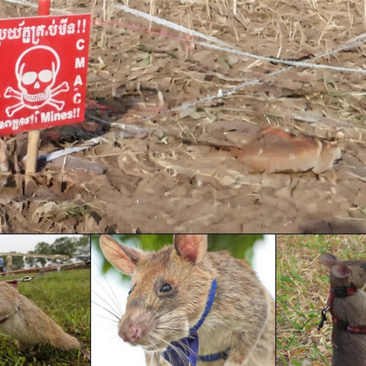 Dikkat çeken yöntem: Patlayıcı tespitinde kullanılıyorlar!