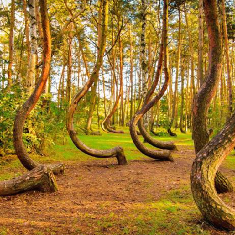 Dalları ve gövdeleri yerden 90 derece bükülüp dönen doğa kurallarını hiçe sayan bir orman