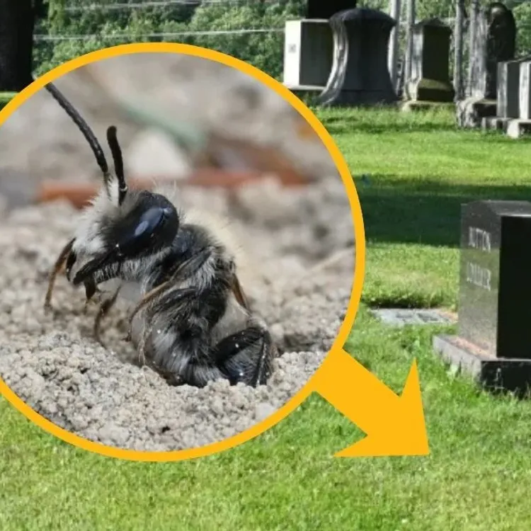 Mezarlığın altında 5,5 milyon arı bulundu