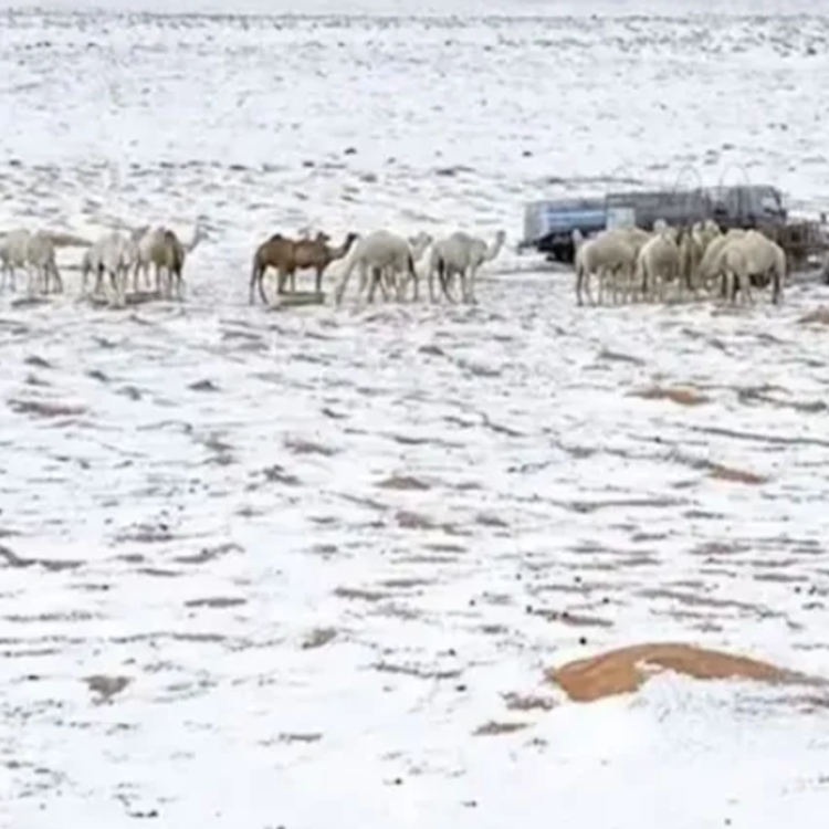 Doğa yine şaşırtıyor: Dengeleri altüst eden fotoğraf