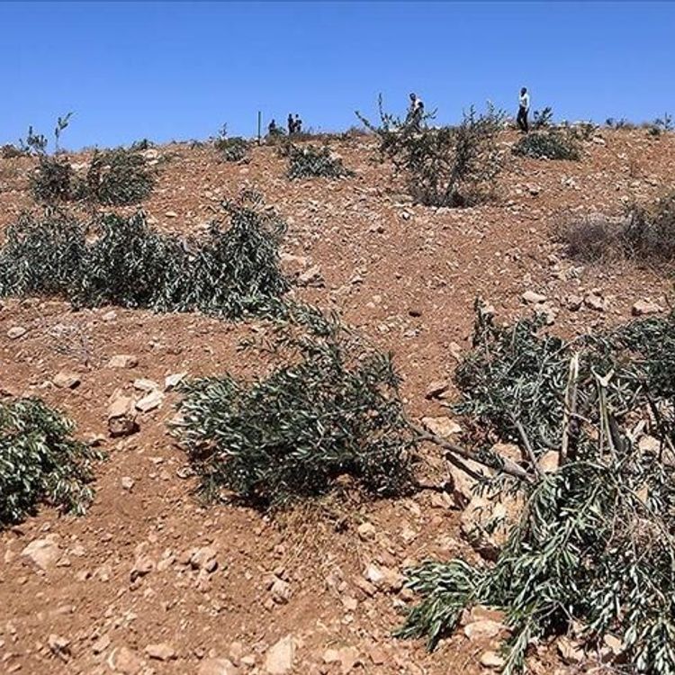 İşgalciler, Batı Şeria'da zeytin ağaçlarını söktü, Filistinli çobanlara saldırdı