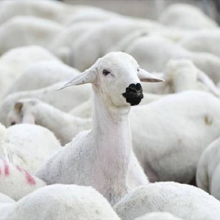 TİGEM, yüzlerce reforme küçükbaş hayvan satacak