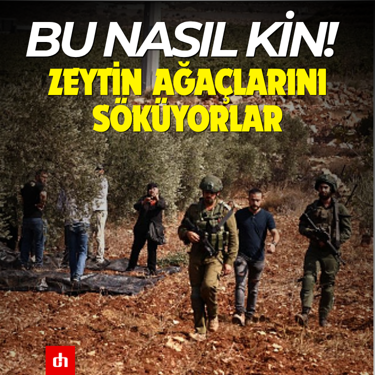 Bu nasıl kin! Zeytin ağaçlarını söküyorlar