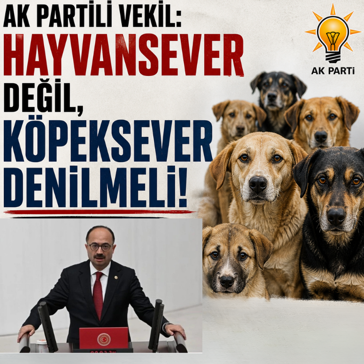 AK Partili vekil: Hayvansever değil, köpeksever denilmeli