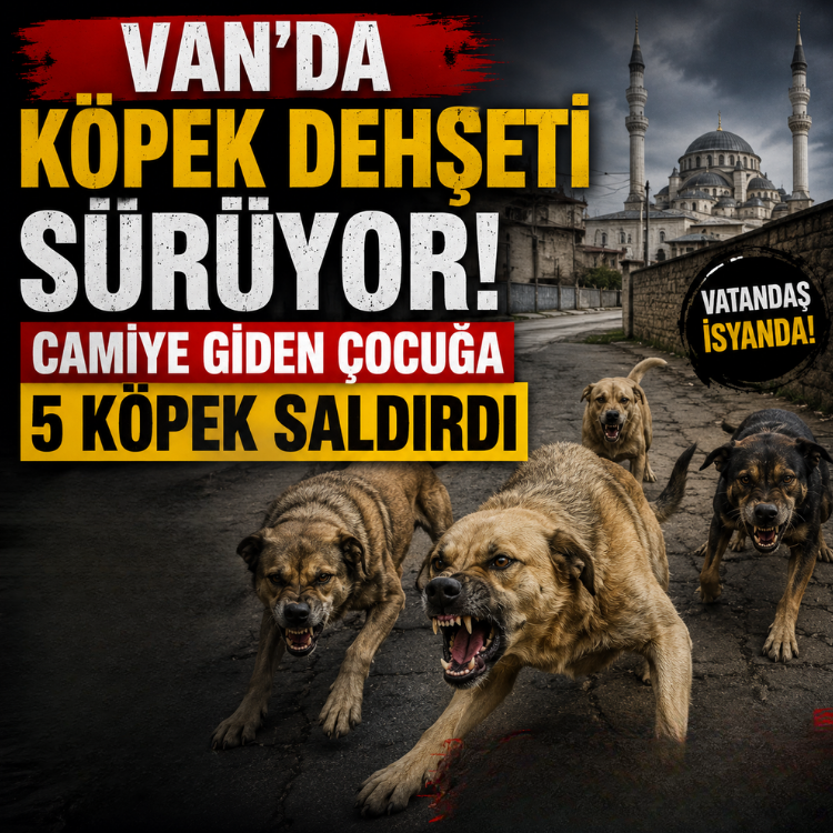 Van'da köpek dehşeti sürüyor: Camiye giden çocuğa 5 köpek saldırdı