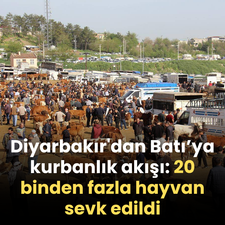 Diyarbakır'dan Batı'ya kurbanlık akışı: 20 binden fazla hayvan sevk edildi