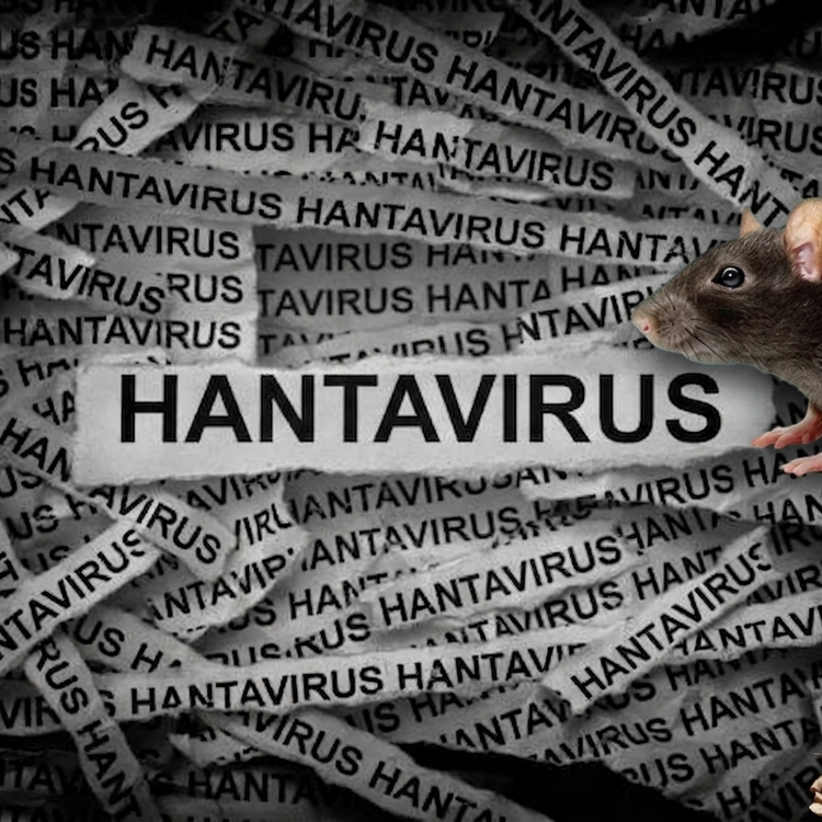 Hantavirüs nedir? Hantavirüs nasıl bulaşır?