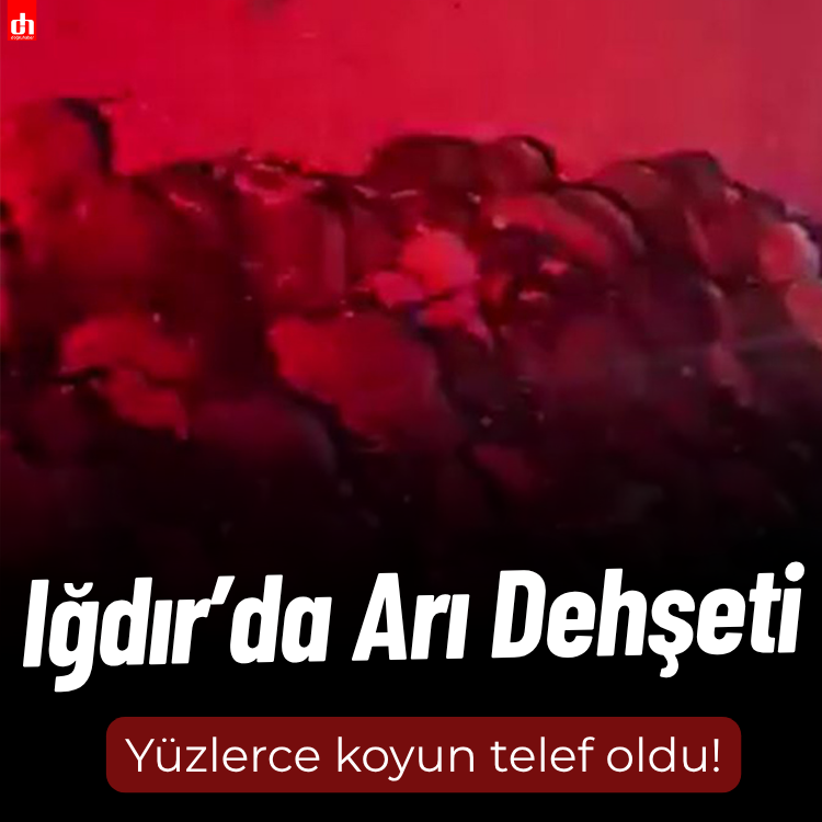 Küçükbaş hayvanların bulunduğu ahıra arı saldırısı: Yüzlerce hayvan telef oldu!