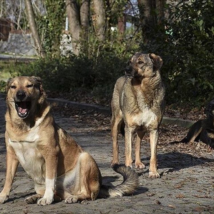 "Başıboş köpekler çevre güvenliği açısından ciddi risk oluşturuyor"
