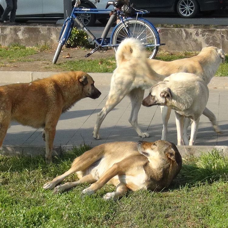 Vakasız gün yok: Köpek saldırılarına ihmal tepkisi!