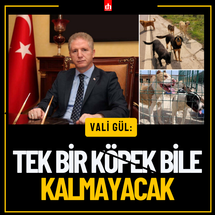 İstanbul Valisi Davut Gül: Sokaklarda sahipsiz tek bir köpek bulunmayacaktır!