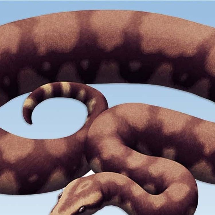 15 Metrelik Dev Yılan Ortaya Çıktı! Vasuki indicus Gündem Oldu